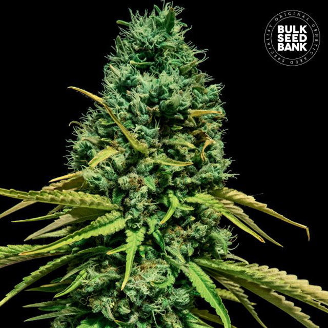 Buy Bulk Seed Bank Hells Bells OG FEM