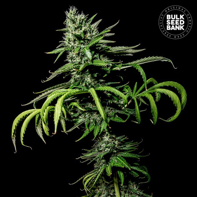 Buy Bulk Seed Bank Tropical Coconut FEM