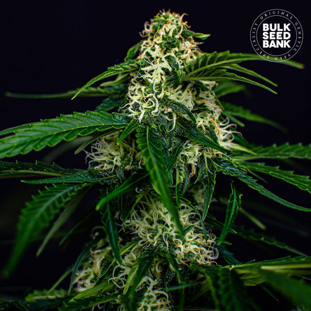 Buy Bulk Seed Bank Auto Watermelon Jam FEM