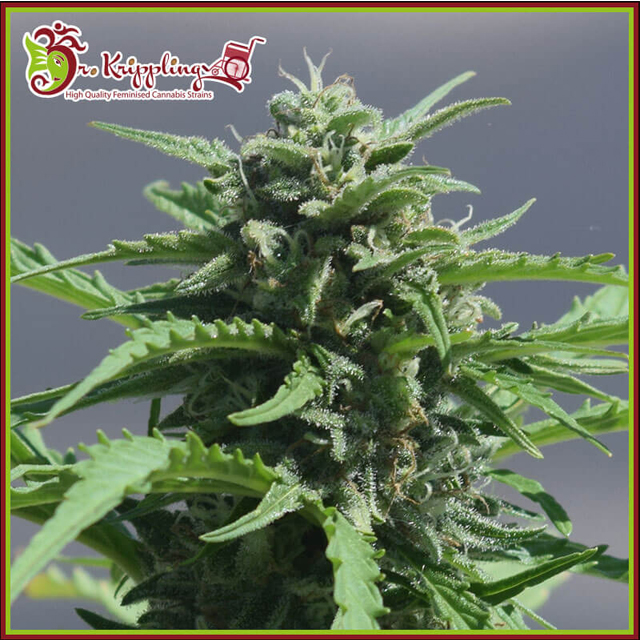 Buy Dr Krippling Seeds Banana Rapids FEM