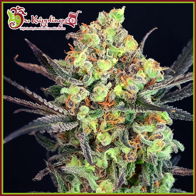 Buy Dr Krippling Seeds Break Neck Larry FEM