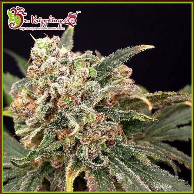 Buy Dr Krippling Seeds Mint Glacè FEM