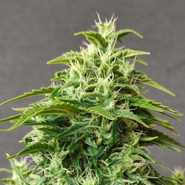 Buy Doctors Choice Chronic Ryder Auto FEM