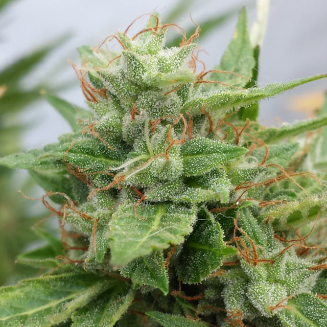 Buy Doctors Choice Ogre Auto FEM