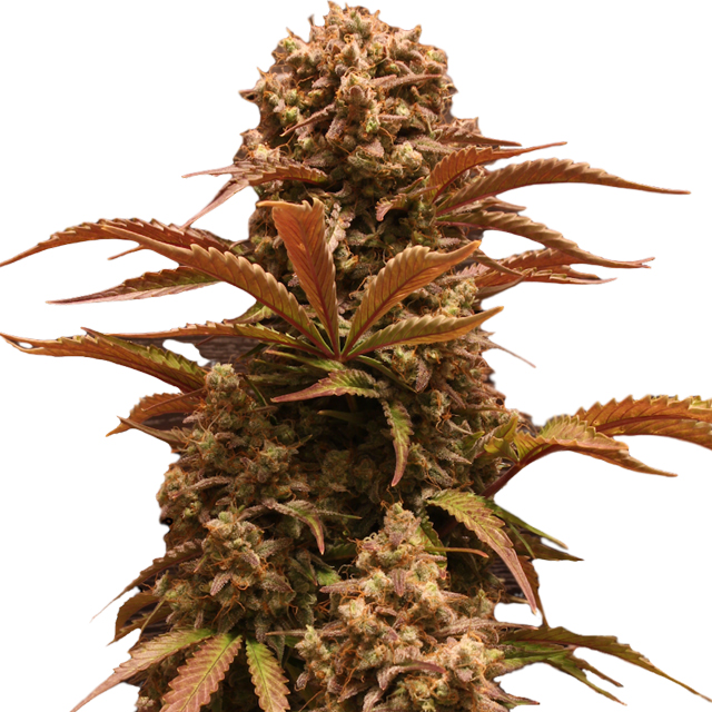 Buy Doctors Choice Purple Ryder Auto FEM