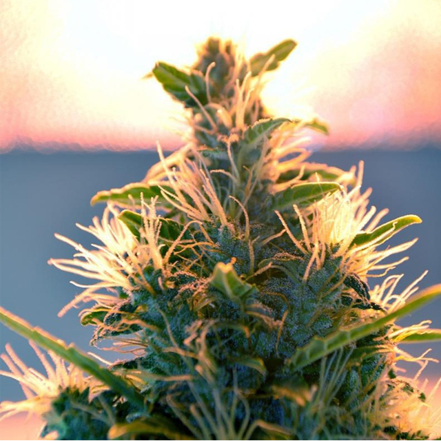 Buy Doctors Choice Lowryder Auto REG