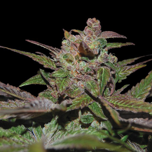 Buy DNA Genetics Seeds Auto Purple Wreck FEM