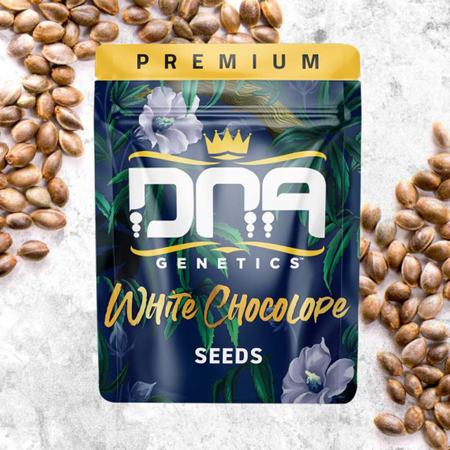 Buy DNA Genetics Seeds White Chocolope FEM
