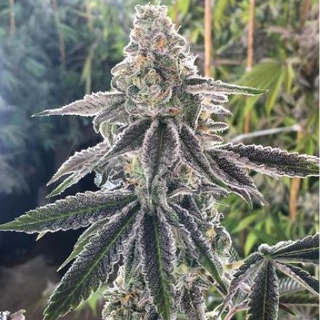 Buy BC Bud Depot Seeds The Breath REG