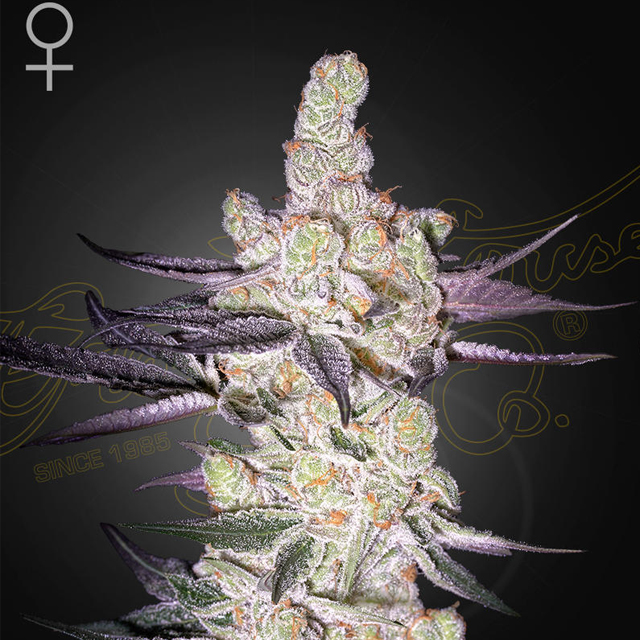 Buy Green House Seeds Razuberi FEM