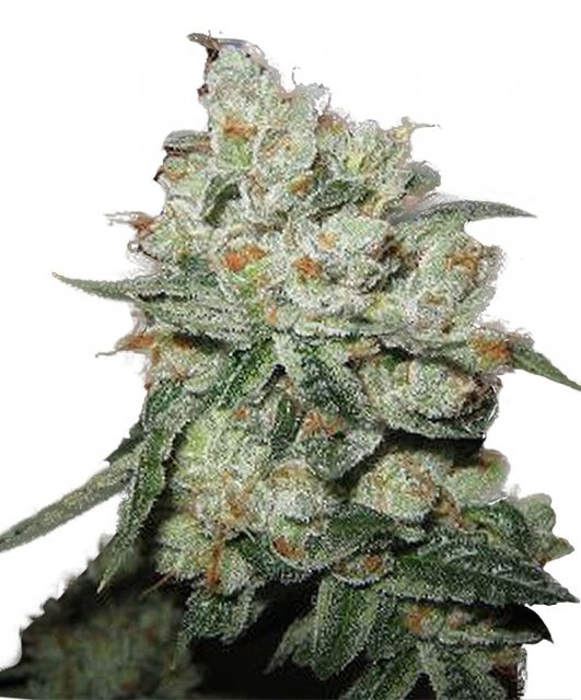 Buy Phoenix Seeds OG Kush FEM