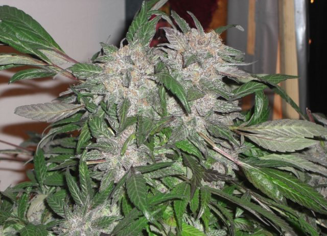 Buy Phoenix Seeds White Widow Express Auto FEM