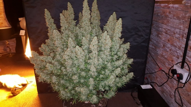 Buy Phoenix Seeds Big Yield Auto FEM