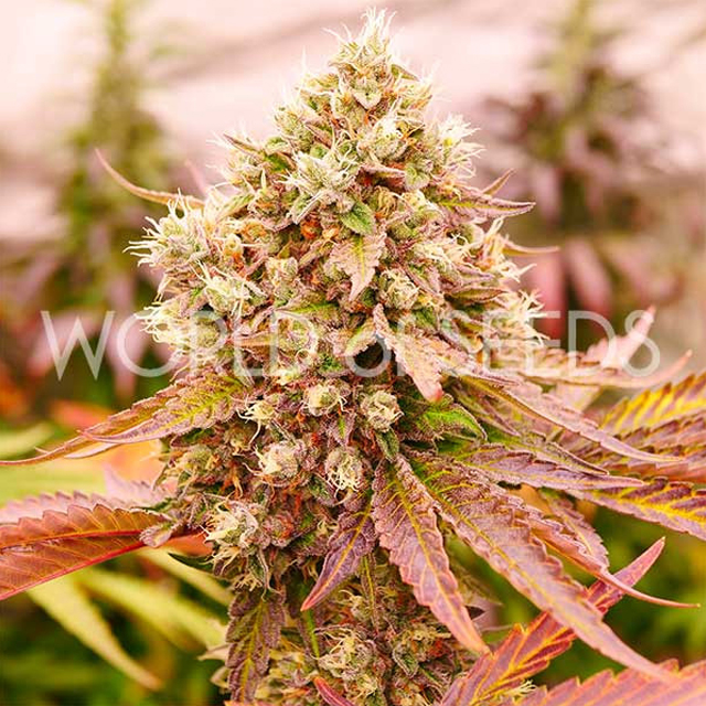 Buy World of Seeds Burger Kush FEM