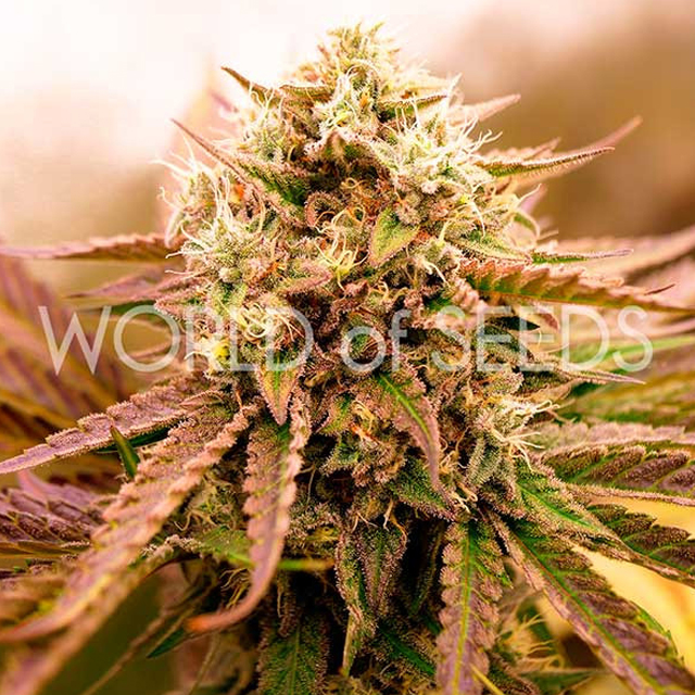 Buy World of Seeds Appalachian Kush FEM