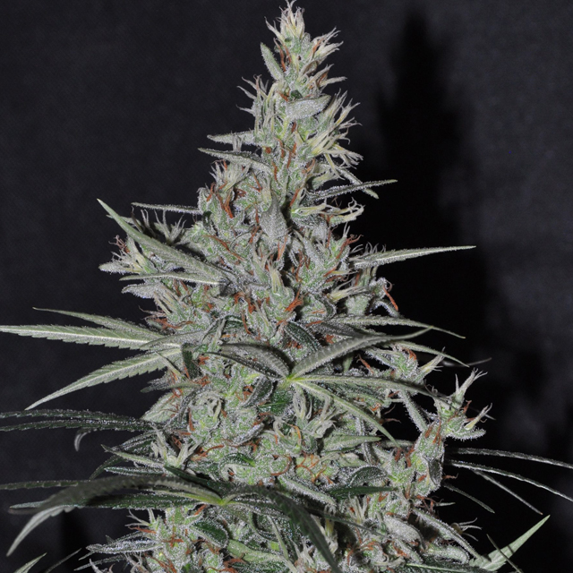 Buy Ace Seeds Oaxaca x Panama REG