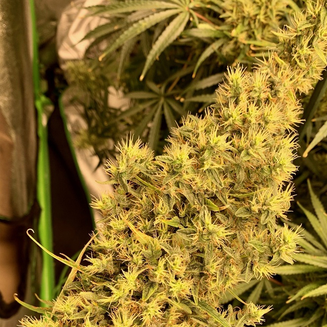 Buy Ace Seeds Thai x Panama REG