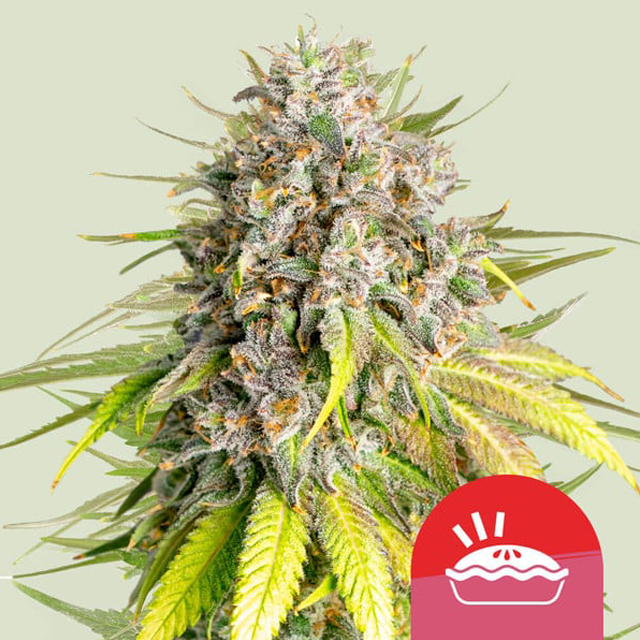 Buy Royal Queen Seeds RQS x TYSON Punch Pie FEM