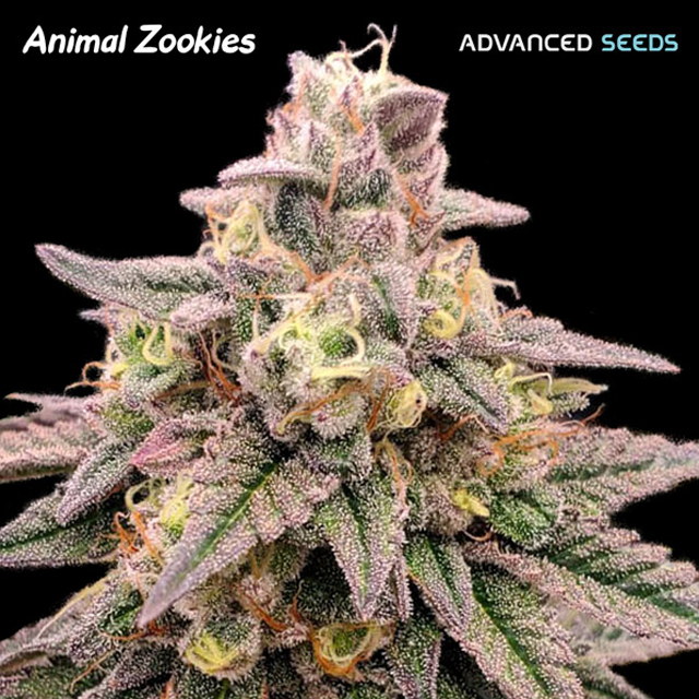 Buy Advanced Seeds Animal Zookies FEM