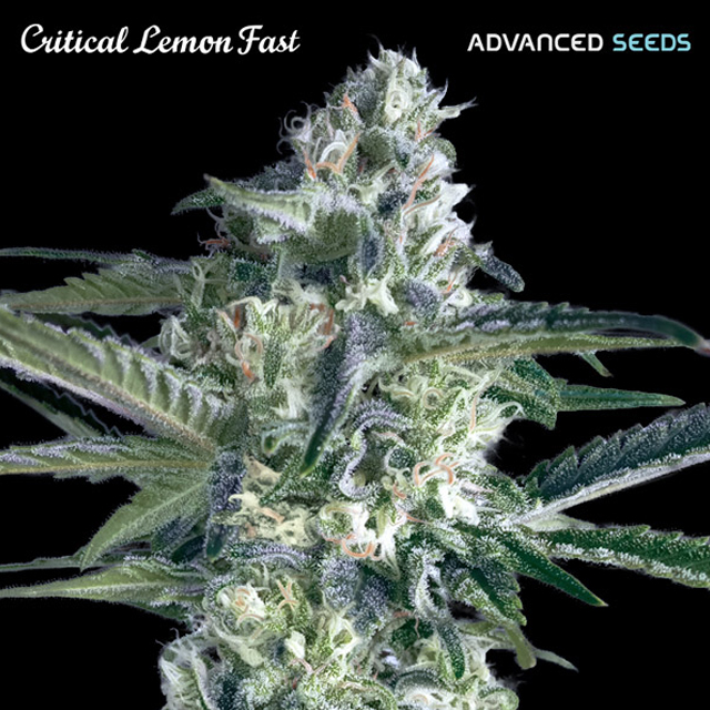 Buy Advanced Seeds Critical Lemon Fast FEM