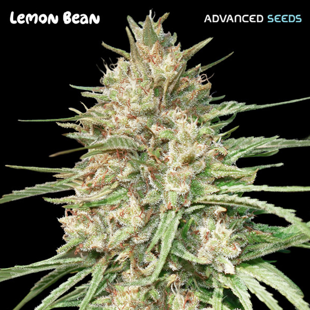 Buy Advanced Seeds Lemon Bean FEM