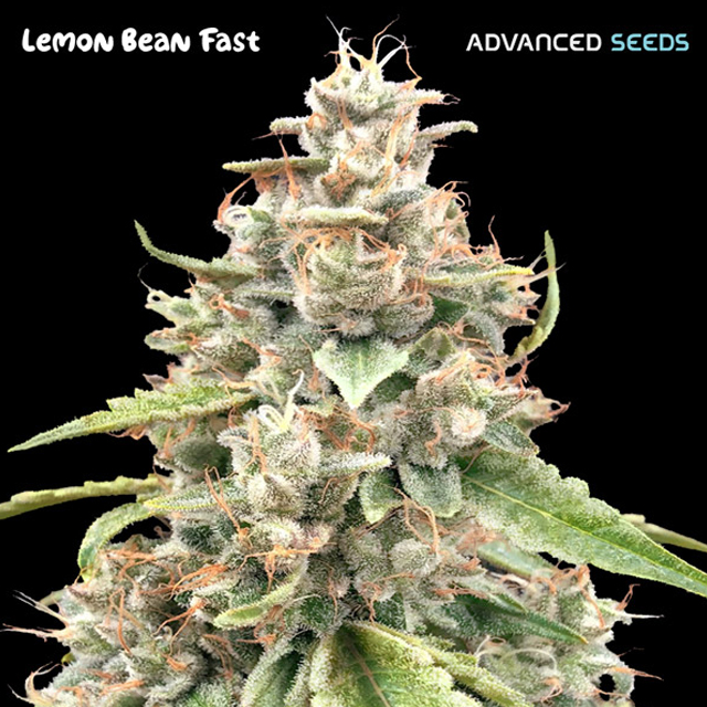 Buy Advanced Seeds Lemon Bean Fast FEM