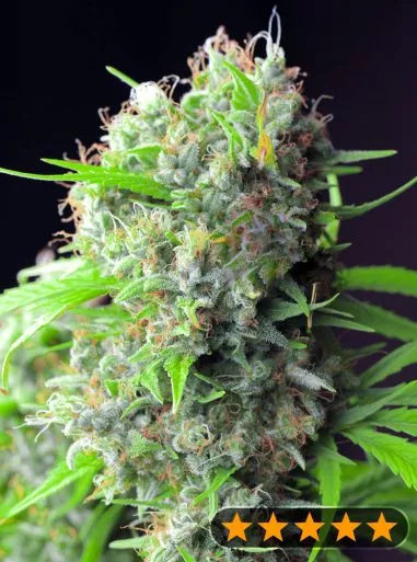 Buy Power Strains Killer Kush F1 Early FEM