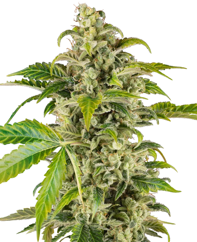 Sweet and Sour Cream Auto