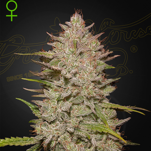 Buy Green House Seeds Chemical Candy Auto FEM