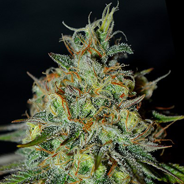 Buy G13 Labs Seeds Picante FEM