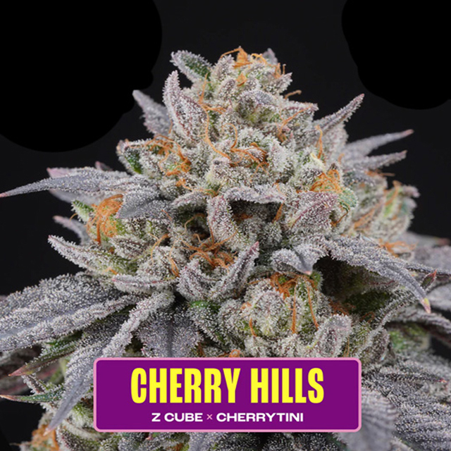 Buy Perfect Tree Seeds Cherry Hills FEM