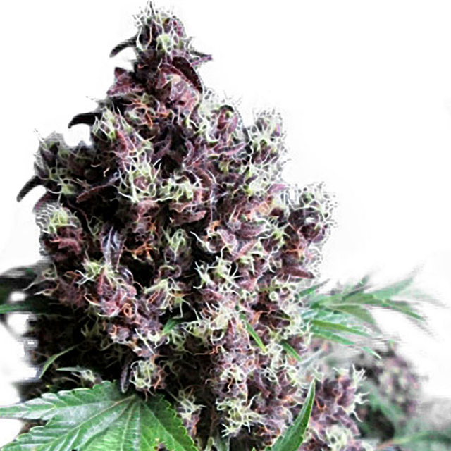 Buy Dutch Passion Seeds Frisian Duck FEM