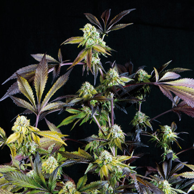 Buy Pyramid Seeds Sunset Sherbet FEM