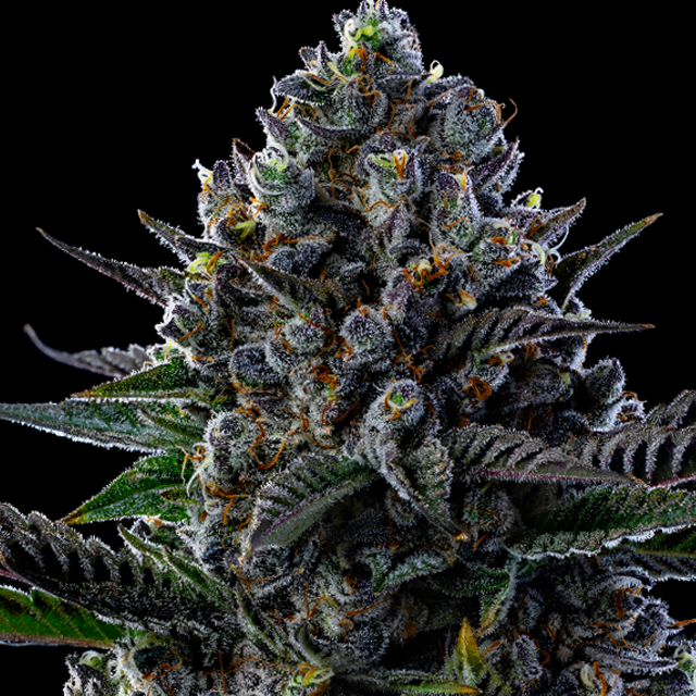 Buy Anesia Seeds First Lady FEM