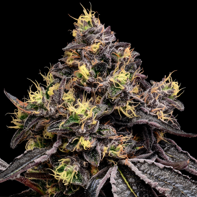 Buy Anesia Seeds Glowberry Rush FEM