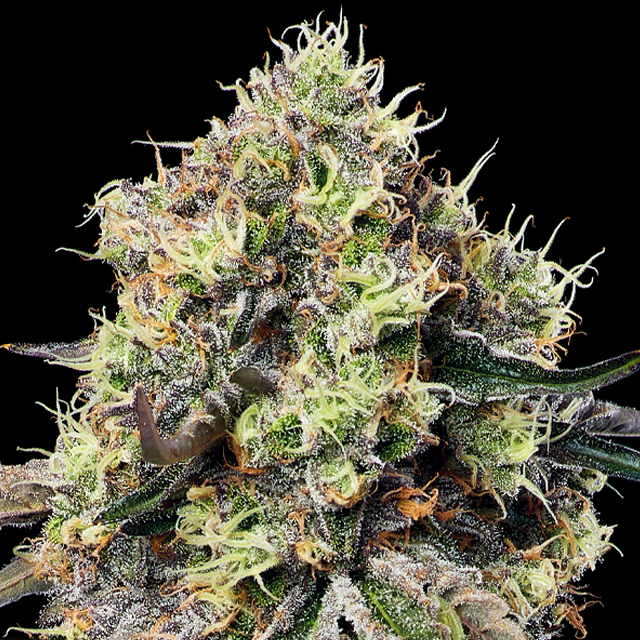 Buy Anesia Seeds Roswell Code FEM