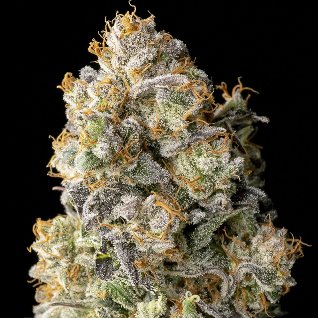 Buy Advanced Seeds Acai Mintz FEM