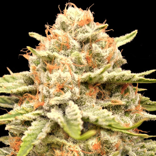 Buy Advanced Seeds Garlicane FEM