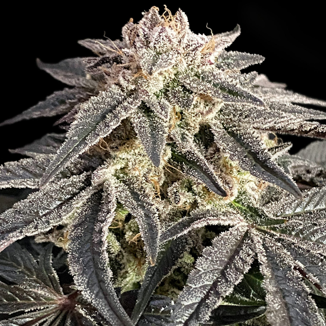 Buy Advanced Seeds Permanent Marker FEM