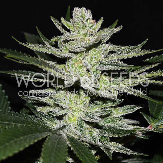 Buy World of Seeds Chocolate Thai OG FEM