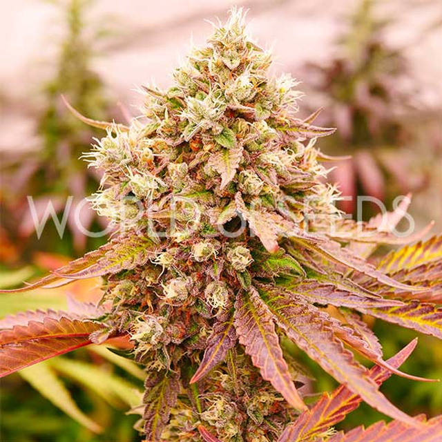 Buy World of Seeds Burger Kush Early FEM