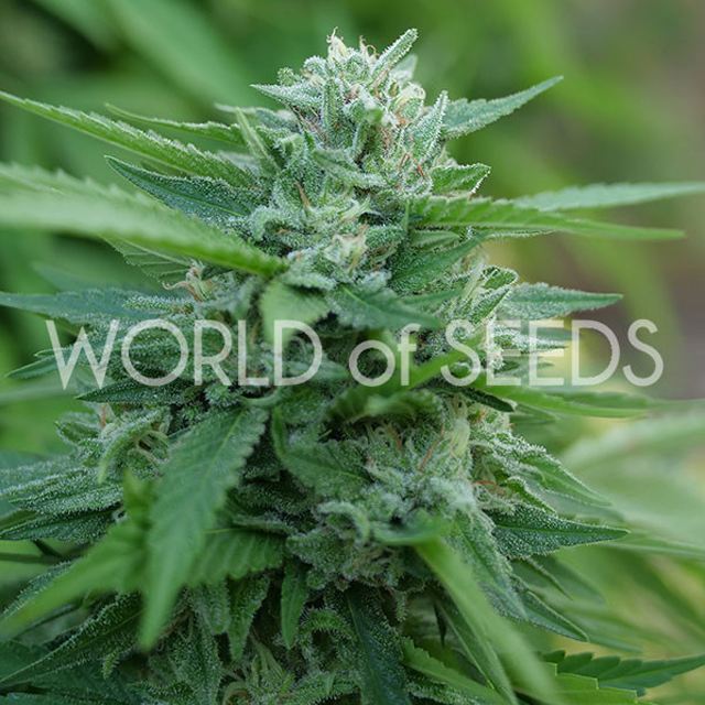 Buy World of Seeds Mongolia THC Free FEM