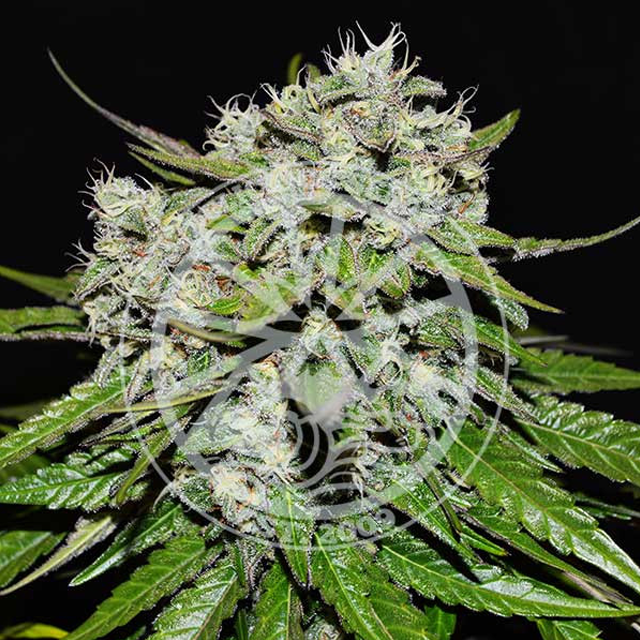 Buy Delicious Seeds Nevilles Rose Auto FEM