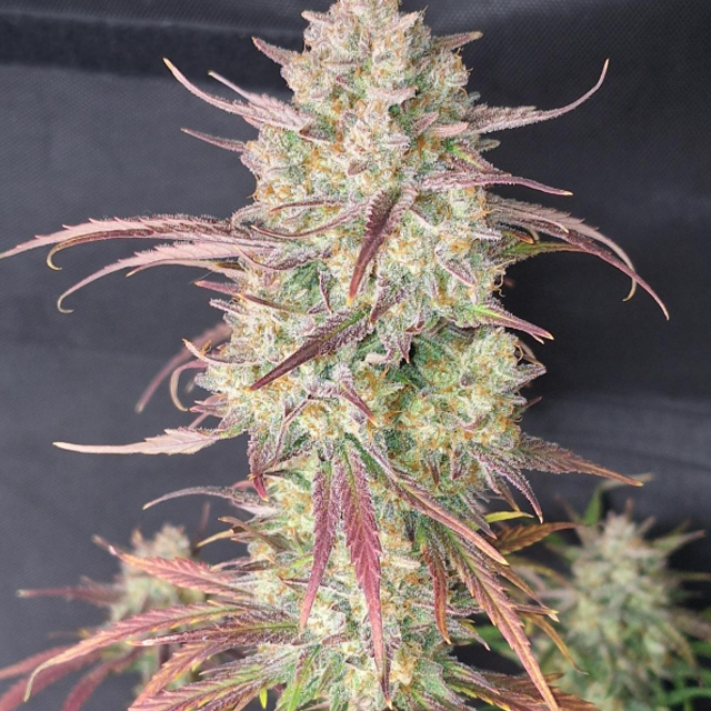 Buy Fast Buds Seeds Frostbanger Auto FEM