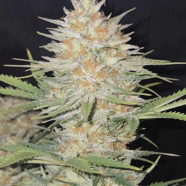 Buy Fast Buds Seeds Z-up Auto FEM