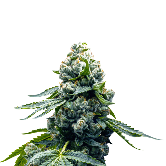 Buy Super Strains Seeds Zoap FEM
