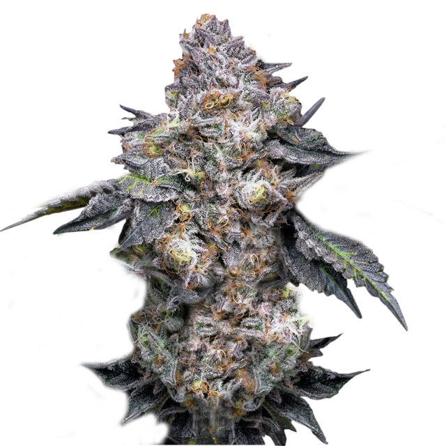 Buy Super Strains Seeds Permanent Marker FEM
