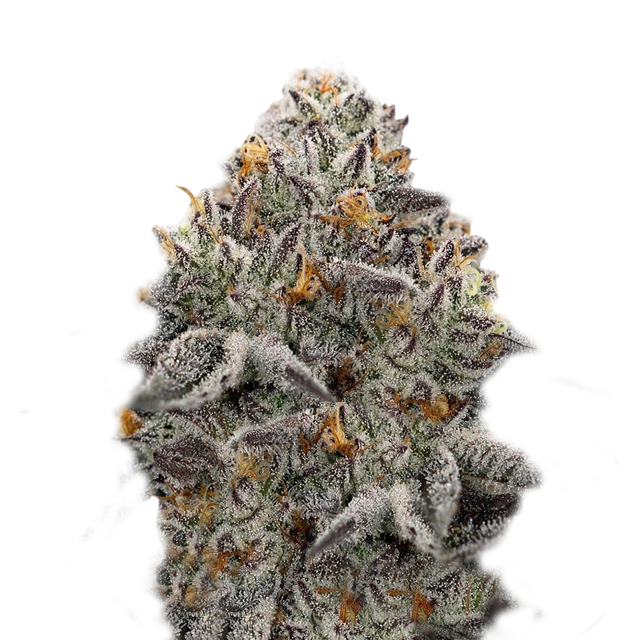 Buy Super Strains Seeds Oreoz FEM