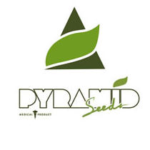 Buy Pyramid Seeds Random Free Seed FEM