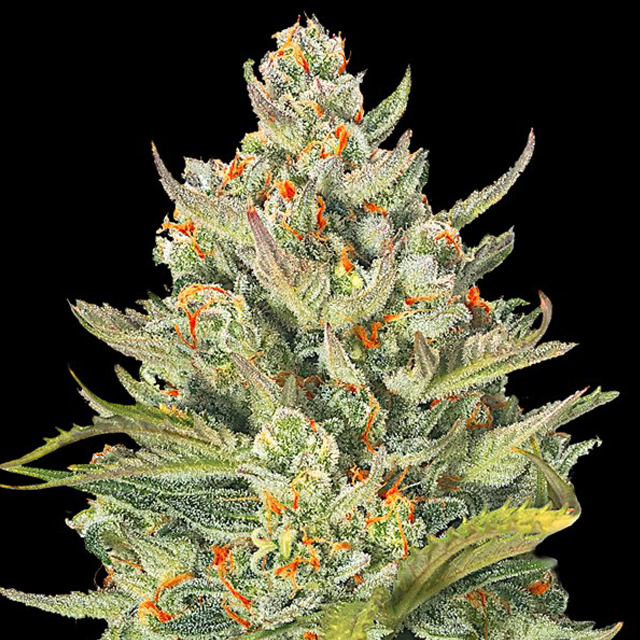 Buy G13 Labs Seeds Auto Mimosa Max FEM
